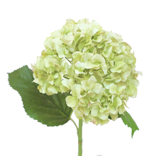 Load image into Gallery viewer, Pale white & green hydrangea bouquet - Bunch of 6 stems