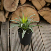 Load image into Gallery viewer, Aloe in Pot