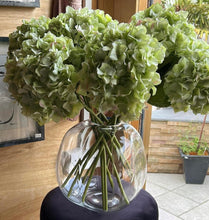 Load image into Gallery viewer, Pale white & green hydrangea bouquet - Bunch of 6 stems