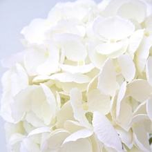 Load image into Gallery viewer, WHITE HYDRANGEA
