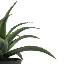 Load image into Gallery viewer, Aloe in Pot