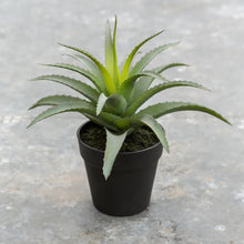Load image into Gallery viewer, Aloe in Pot