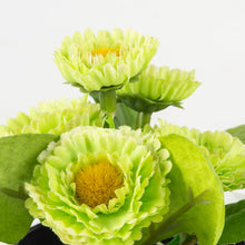 Load image into Gallery viewer, Mini Lilac green in Pot