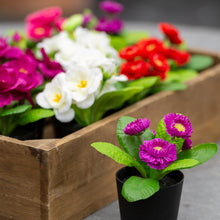 Load image into Gallery viewer, Mini Lilac Mauve potted plant