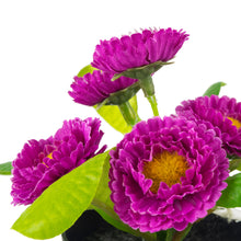 Load image into Gallery viewer, Mini Lilac Mauve potted plant