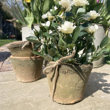 Load image into Gallery viewer, Mini Lilac green in Pot