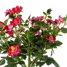 Load image into Gallery viewer, Rose in Pot Mid Pink