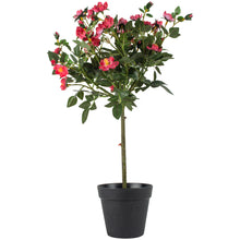 Load image into Gallery viewer, Rose in Pot Mid Pink