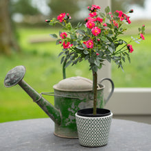 Load image into Gallery viewer, Rose in Pot Mid Pink