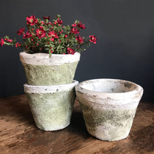 Load image into Gallery viewer, Mini Lilac Mauve potted plant