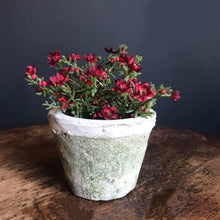 Load image into Gallery viewer, Antiqued Whitestone Pot - Small