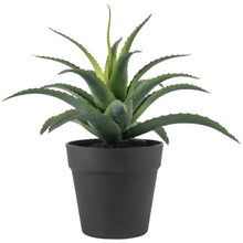 Load image into Gallery viewer, Aloe in Pot
