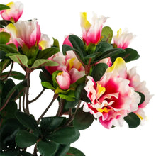 Load image into Gallery viewer, Azalea in Pot Pink
