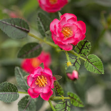 Load image into Gallery viewer, Rose in Pot Mid Pink
